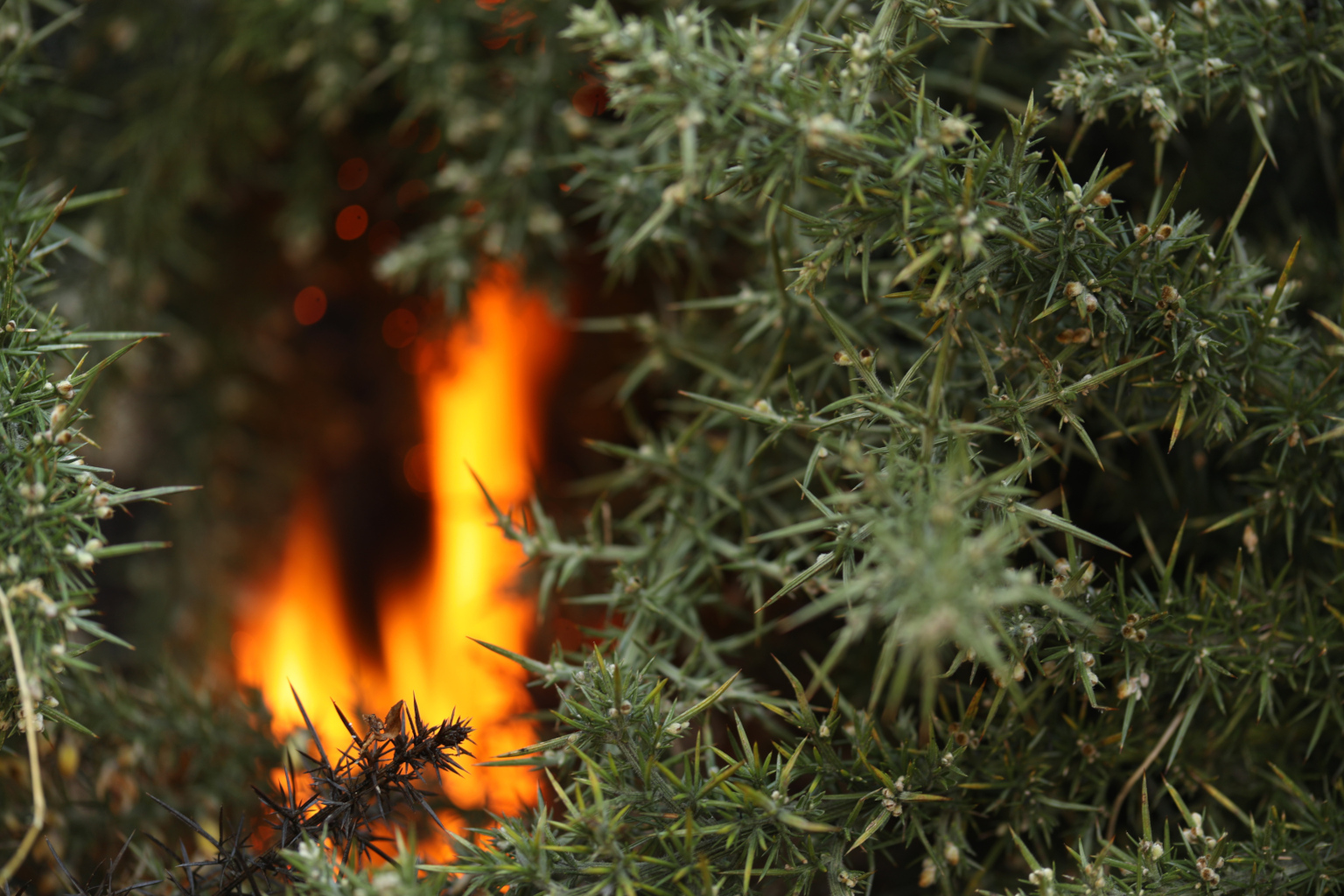 Artist Talk | From Furze to Flame: Drawing Stories from our Uplands at Roundwood Parish Hall