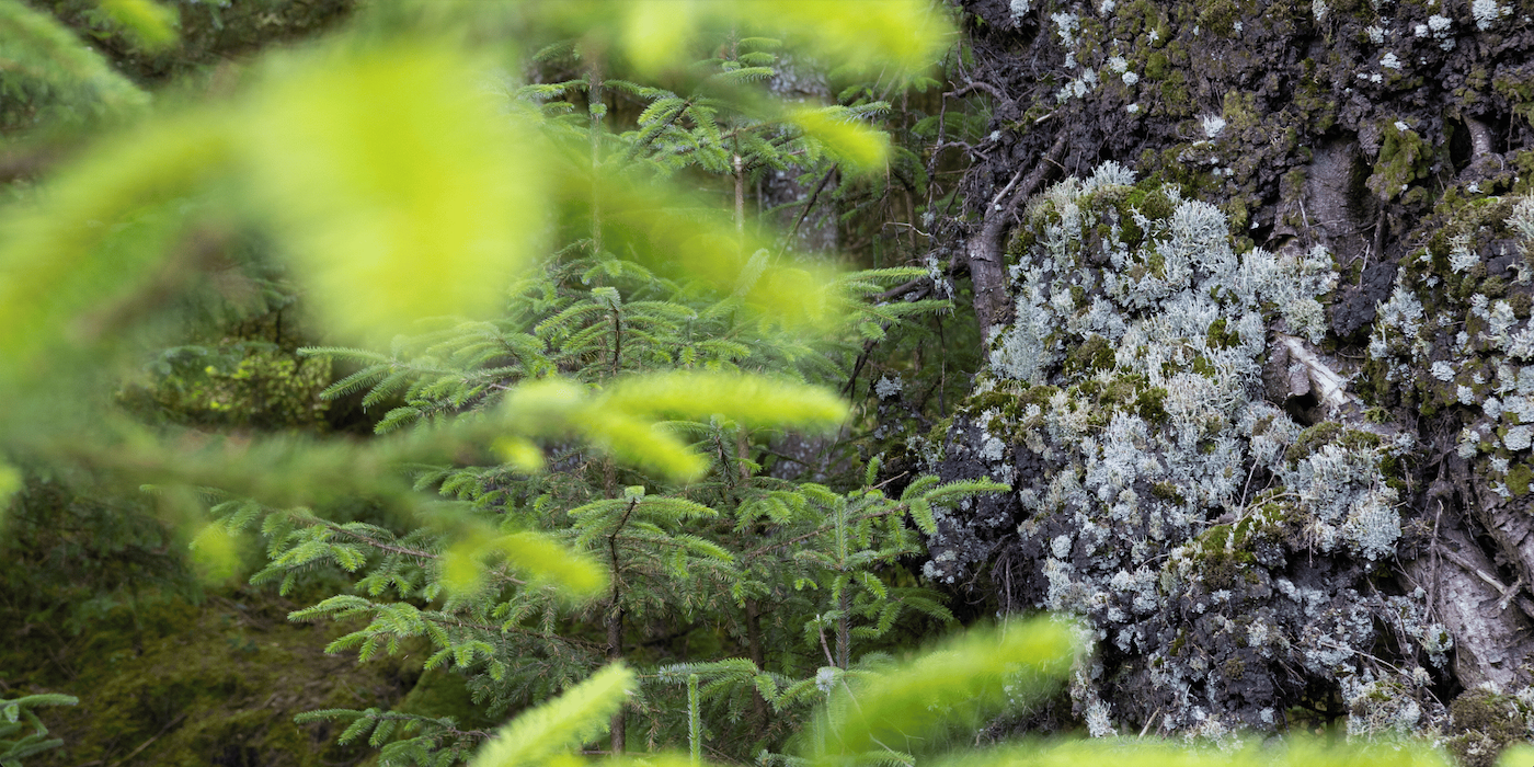 Unmasking Nature | Walking Event at Cavan Burren Park
