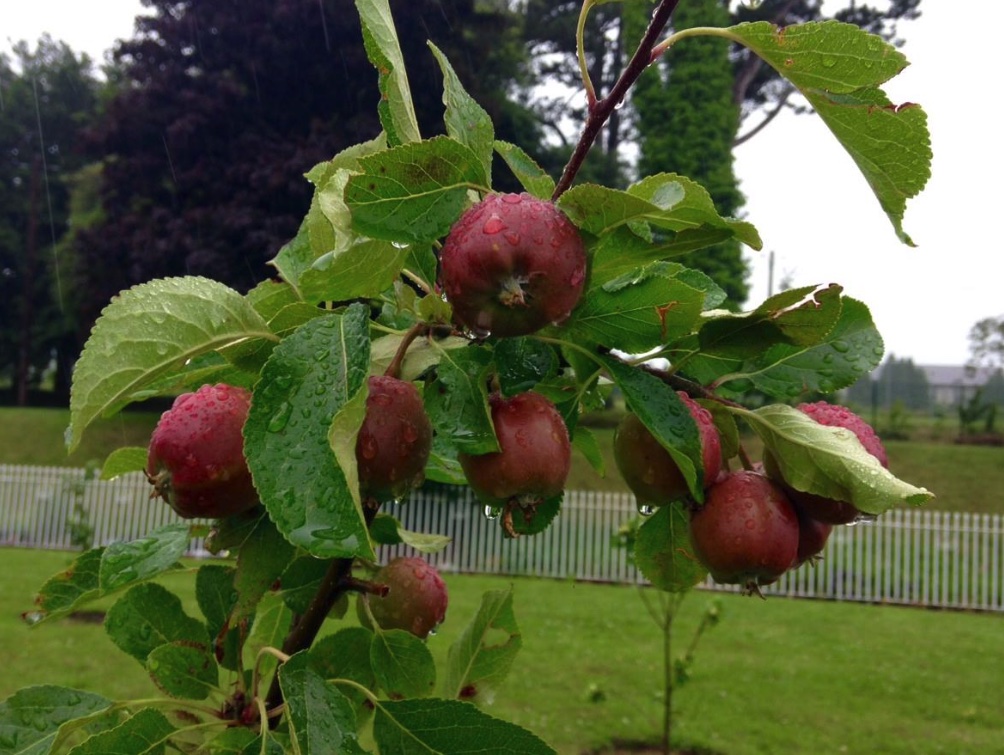 Edible Bray Walking Tour | With Elida Maiques in Bray