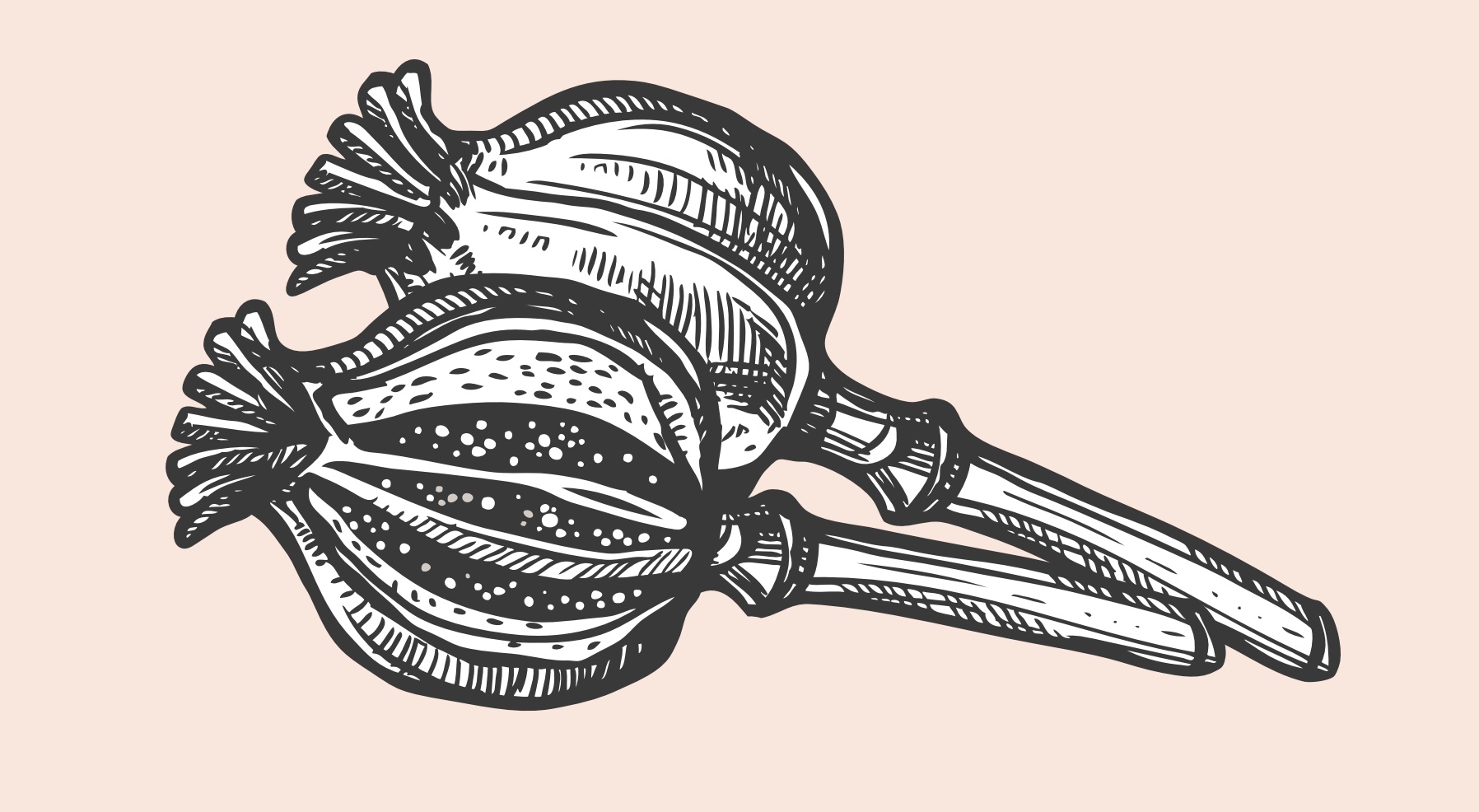 Composting Colonialism: Towards the Radical Garden | Exhibition and Plant & Seed Swap at Mermaid Arts Centre