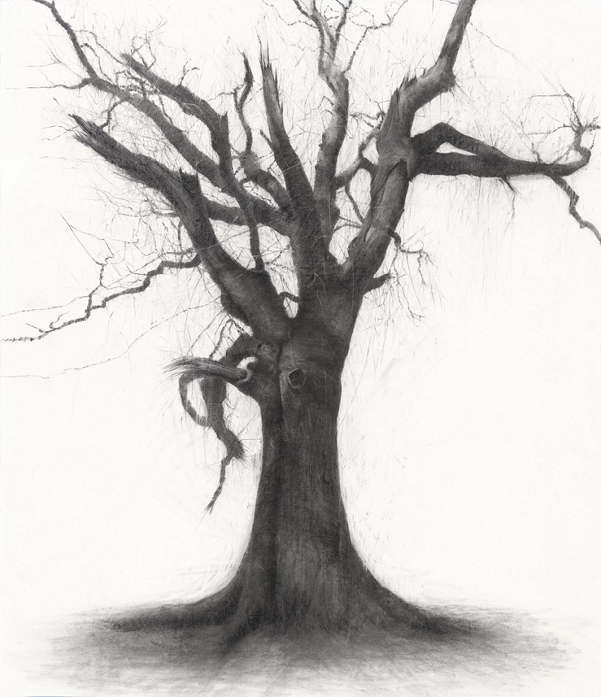 Conversations with Trees | Lelia Henry at the Royal Hibernian Academy