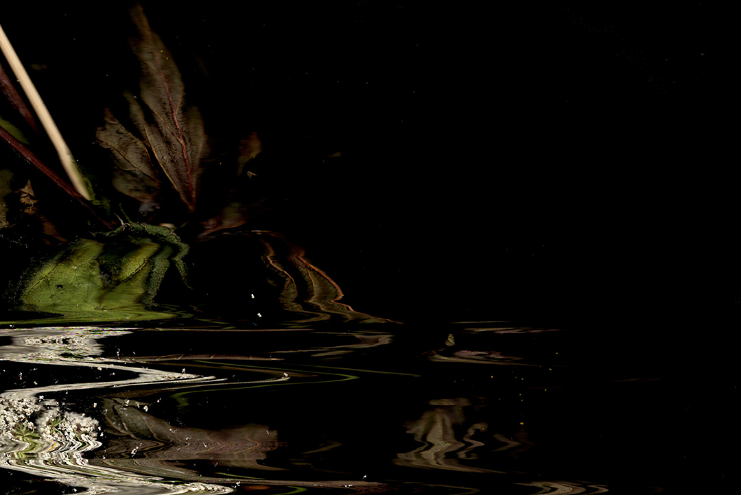 Winter Exhibitions | Cork Printmakers at Sirius Arts Centre