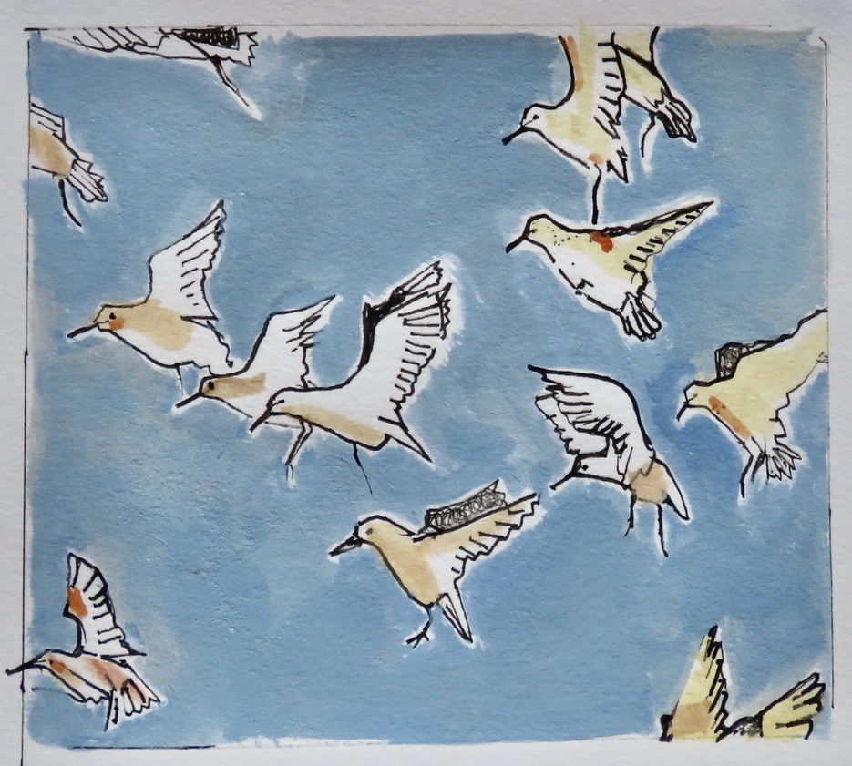 Flight - A Celebration of our Atlantic Seabirds | Sacha Hutchinson at Daróg Wine Bar