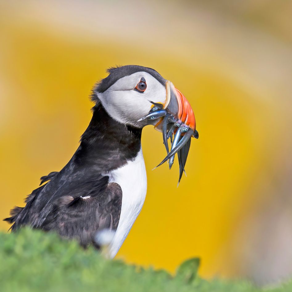 Wildlife Encounters Through the Lens | Tom Ormond at Kells Courthouse Tourism & Cultural Hub