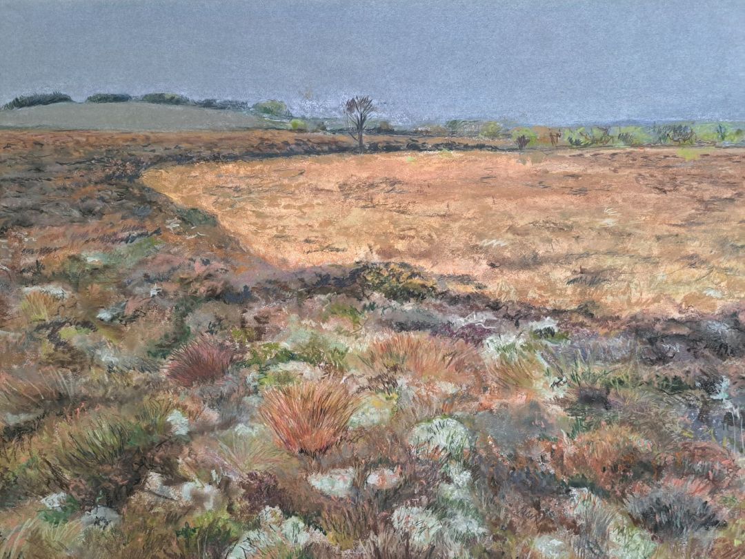 In Clondorney Bog - An exploration of a local peatland | Caitríona O’Sullivan at the Edna O’Brien Library