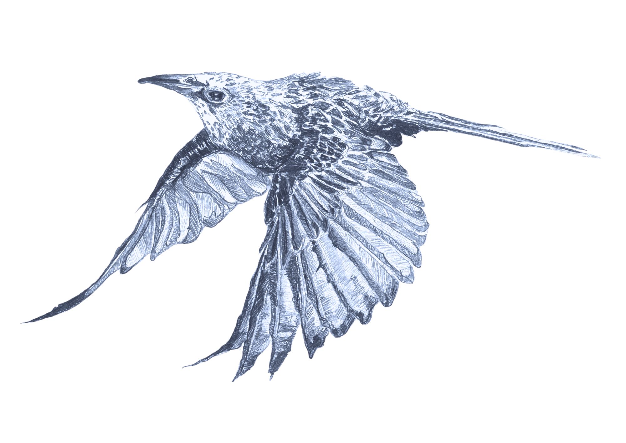 Boy Dancer | Annemarie Ní Churreáin & Niamh McCann at Solstice Arts Centre