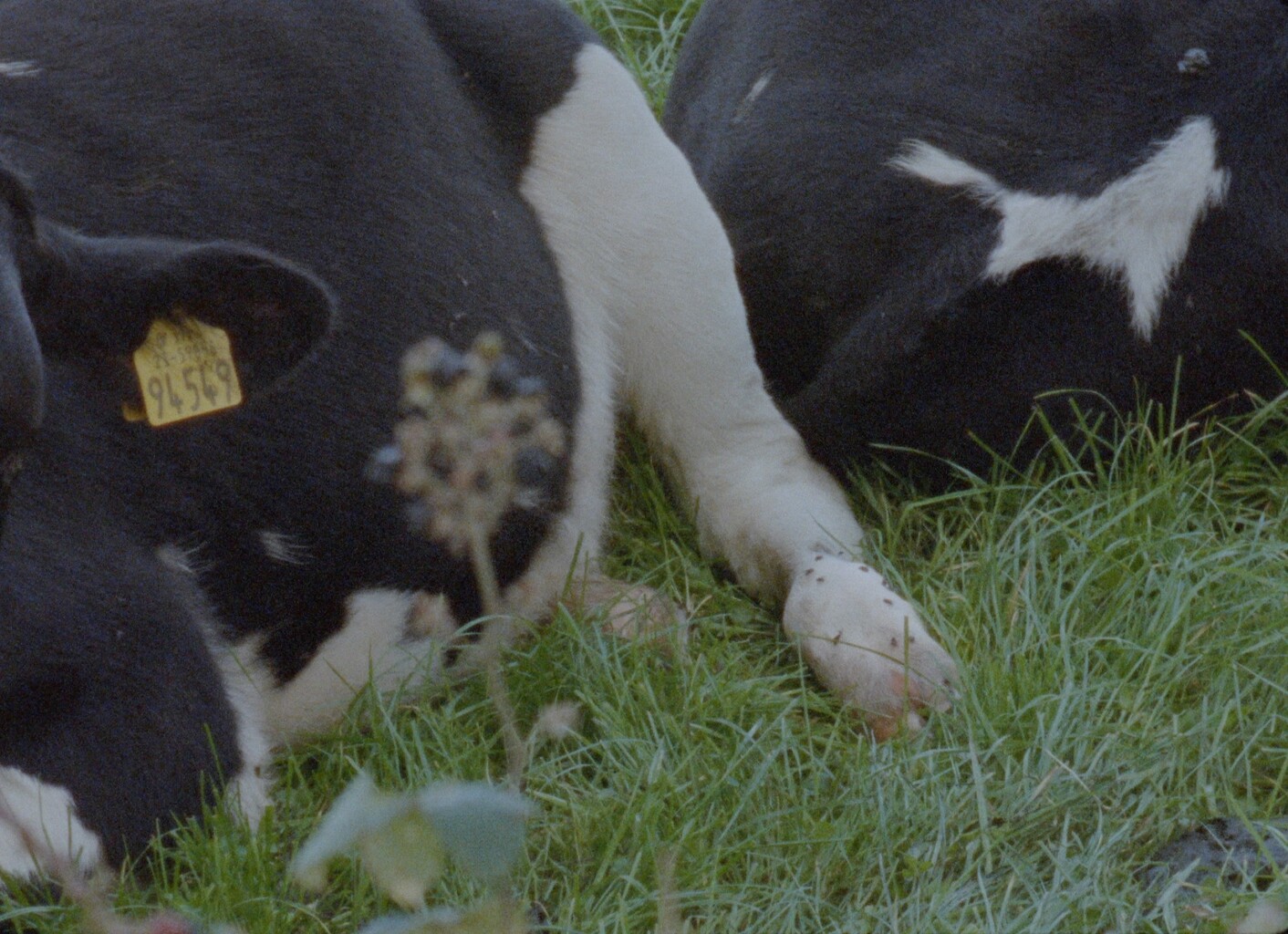 Scannán Glas | Five Lamps Arts Festival at the International Centre for the Image