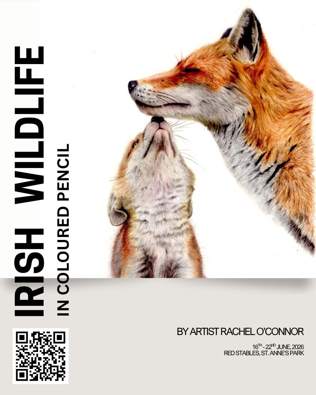 Irish Wildlife | Rachel O'Connor at The Red Stables