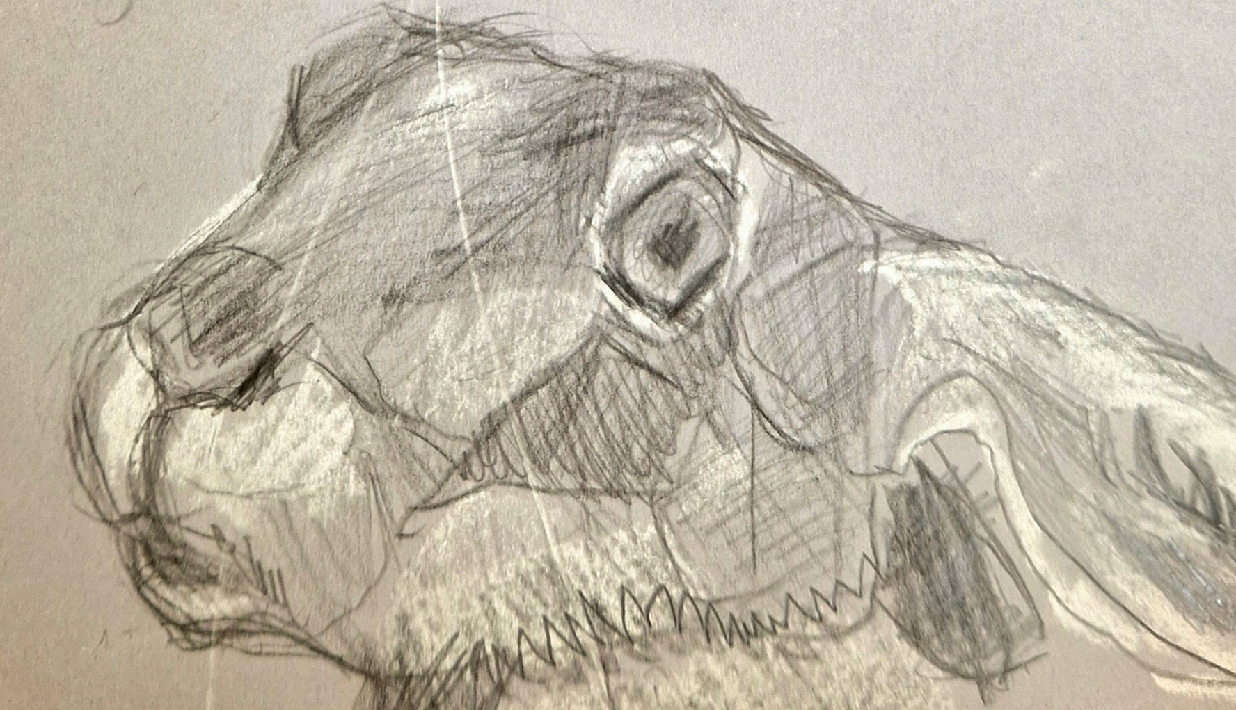 The Artist’s Sketchbook | Janet Buell at the Clare Museum