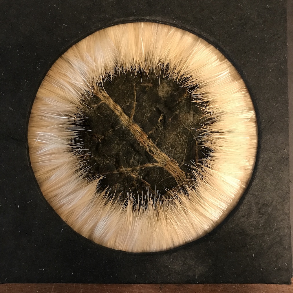 PLANT KIN, The Garden as an Assemblage of Vibrant Material | Dee Hurley at the MTU Gallery